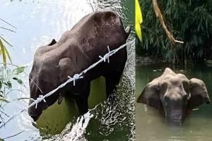 Fact Check: Truth behind the Death of Elephant in Kerala; What really Happened?
