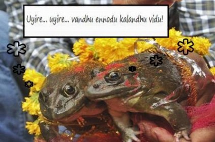 Two frogs have been forced divorced; Nope, I\'m not joking!