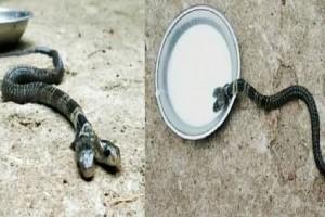 Two-headed snake found in West Bengal, drinks milk; Caught on cam!