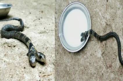 Two-headed snake found in West Bengal, drinks milk; Caught on cam
