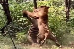 Two Male Tigers Caught On Camera During An Intense Fight: Video Goes Viral  