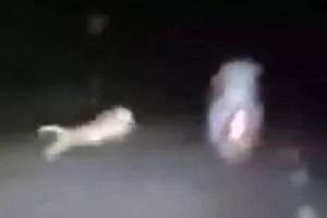 Video: Leopard Jumps On Bikers Who Narrowly Escape Death 