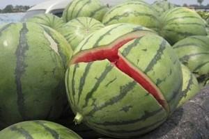Disturbing! Female foetus covered in watermelon skin dumped in drain