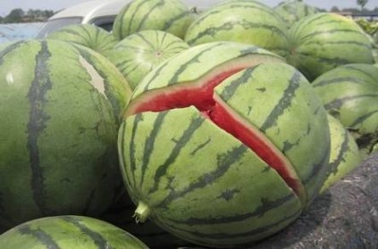 Uttar Pradesh: Female foetus covered in watermelon skin found dumped i