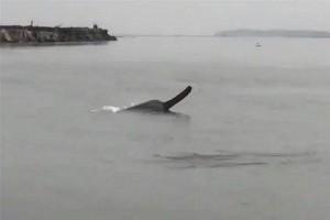 Video: A Pair of Endangered River Dolphins Spotted; River Ganges Breathes!