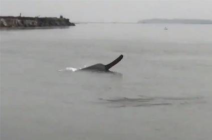 Video: A Pair of Endangered Ganges River Dolphins Spotted