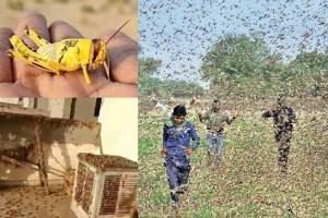 VIDEO: Locusts Attack Indian States; Worst in 27 Years - Farmers and Residents Confused!