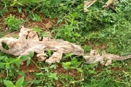 Video: \'Seven-headed\' snake\'s skin spotted near Bengaluru