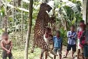 Villagers kill leopard, take eyes out, chop off paws, blame forest department