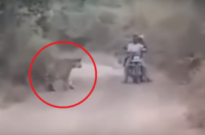 VIRAL VIDEO: Bikers caught between 2 tigers