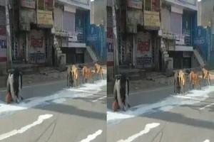 Viral Video: Man drinks spilt Milk from Street; Video throws light on the state of Poor during Lockdown!
