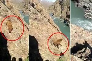 Shocking Video: Bear falls off cliff after being stoned by people