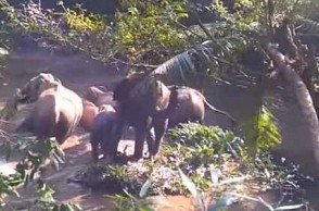 Watch: Mother elephant ‘thanks’ people for rescuing her baby