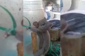 Watch: Mysore man ties mouse to jar, beats it with stick for stealing