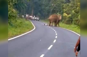 Watch Video: Elephant kills man who tried to take picture
