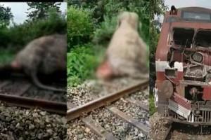 Disturbing Video: Elephant Badly Injured After Getting Hit By Speeding Train, Gets Dragged For 30 meters 