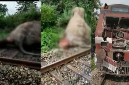 West Bengal: Hit by speeding train, elephant injured badly