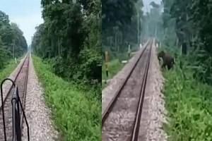 An elephant's elegant railway track crossing - Checkout the backstory of this viral video!
