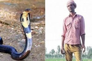 Female snake takes revenge by biting a man 7 times who killed its male partner!