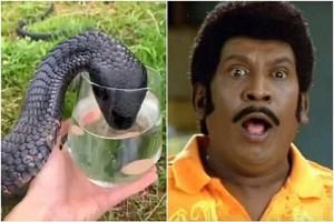 Thirsty black cobra drinks water from a glass - viral video!