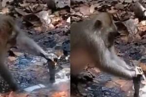 Monkey Tries Hard to Fix Leaking Pipe with Dry Leaves; Viral Video!