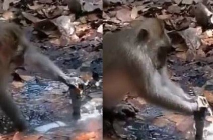 At times of Climate Change Video Shows Monkey Fixing Leaking Pipe