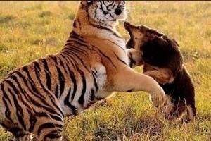Brave dog fights tiger to save owners, interesting action story!