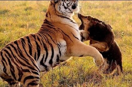 Dog fights tiger to save owners
