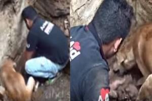 Doggo mother desperately digs and helps rescuers, saves puppies! Viral Video!