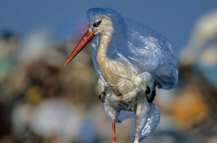 Heart breaking photo of stork caught in plastic
