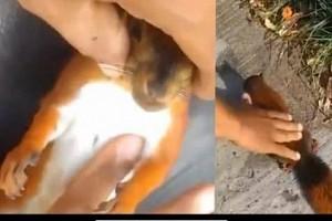 Video Viral! Man performs CPR on squirrel and saves her life!