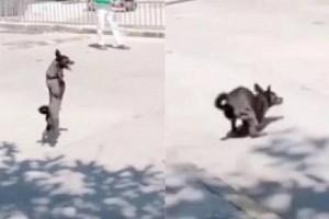 VIDEO: Two-legged dog falls down, gets up and crosses road!