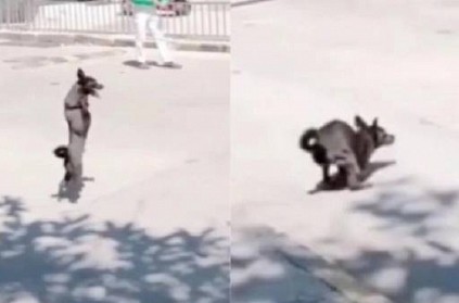 VIDEO: Two-legged dog falls down, gets up and crosses road