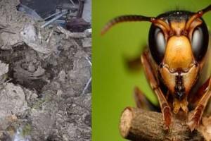 WATCH: Man Enters Dangerous 'House of Insects', Video Goes Viral!