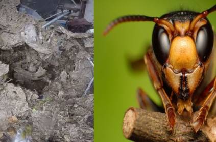 Viral video of Dangerous hornet’s nest removal on Facebook