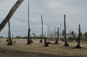 Over 10 Lakh coconut trees in Tamil Nadu died due to drought