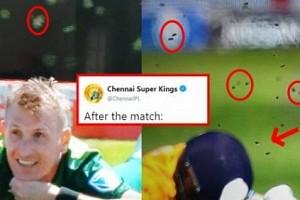 Check how CSK trolled as bees stop the CWC match!