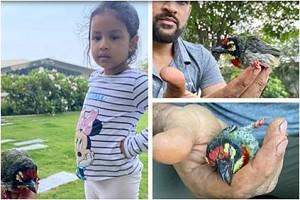 Dhoni's Daughter Ziva tells how her Father Rescued Crimson-breasted Barbet bird!