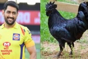 MS Dhoni All Set To Start 'New Business'; Orders 2,000 Kadaknath Chickens - Report!  