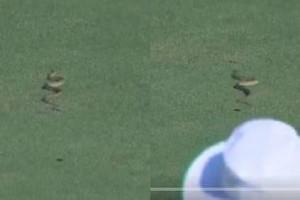 Video: Snake enters cricket ground in India, delays match!