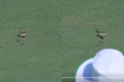 Video: Snake enters cricket ground in India, delays match