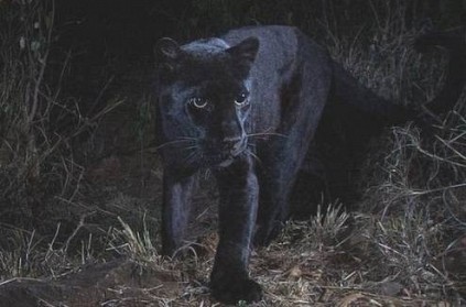 Black African Leopard Spotted In Kenya After 100 Years