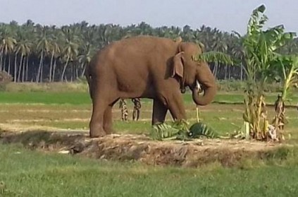 tamilnadu forest department captured chinnathambi elephant