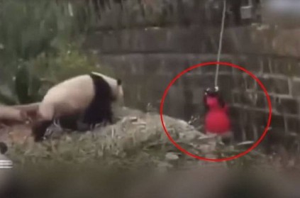 The 8-year-old girl fell into Giant Panda Pit in china