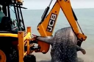 Rescued 18-foot-long whale shark found dead near Tuticorin