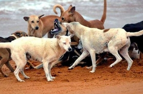 Chennai: Endangered animal killed by stray dogs