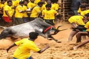 Video: Unable To Control Speed Bull Falls Into Well, Dies During Jallikattu Celebrations
