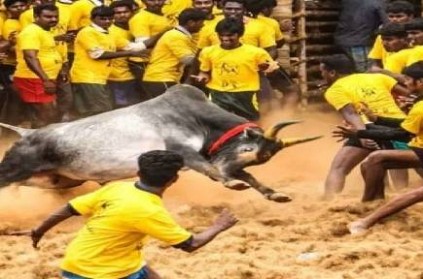 Bull falls into well dies in Jallikattu celebrations in Vellore  