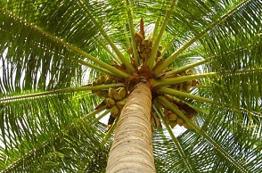Chennai: Man falls from coconut tree, dies