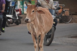 Chennai: Rs 10,750 fine for allowing cows to roam on the road